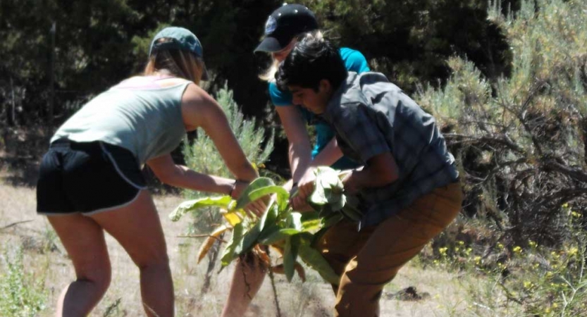 three students work to pull up a weed during a service project with outward bound